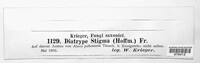 Diatrype stigma image
